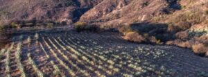 Blog-Mezcal-Complice.-mezcal-agave-artisanal-agave-spirits-agave-fields-process
