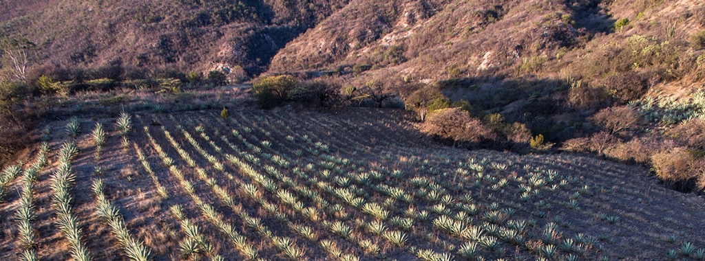 Blog-Mezcal-Complice.-mezcal-agave-artisanal-agave-spirits-agave-fields-process