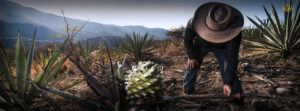 Blog-Mezcal-Complice.-mezcal-agave-artisanal-agave-spirits-process-maestro-mezcalero-agave-fields